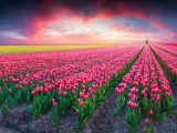 4325934-Paesi-Bassi-tramonto-campo-tulipani-725x545